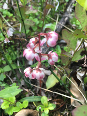 Pyrola asarifolia