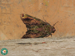 Pararcte schneideriana