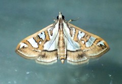 Glyphodes pyloalis