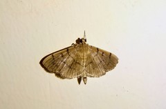 Omiodes pernitescens