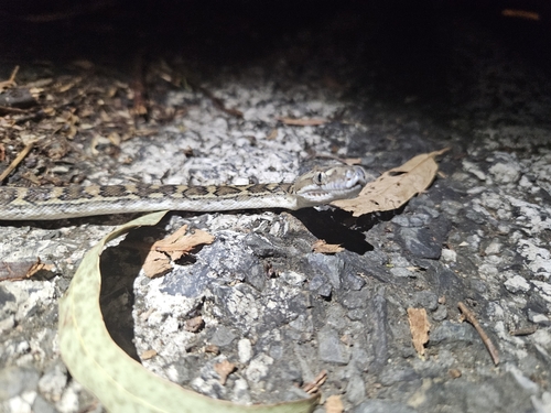 Coastal Carpet Python sighting