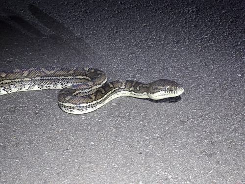 Coastal Carpet Python sighting