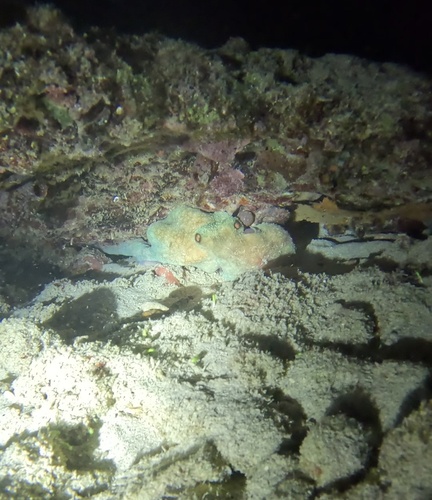 Caribbean Reef Octopus