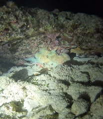 Caribbean Reef Octopus