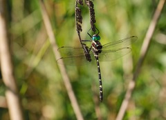 Macromia pacifica × taeniolata