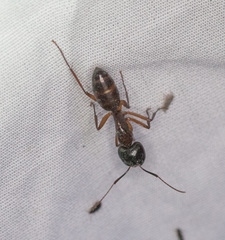 Camponotus americanus