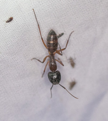 Camponotus americanus