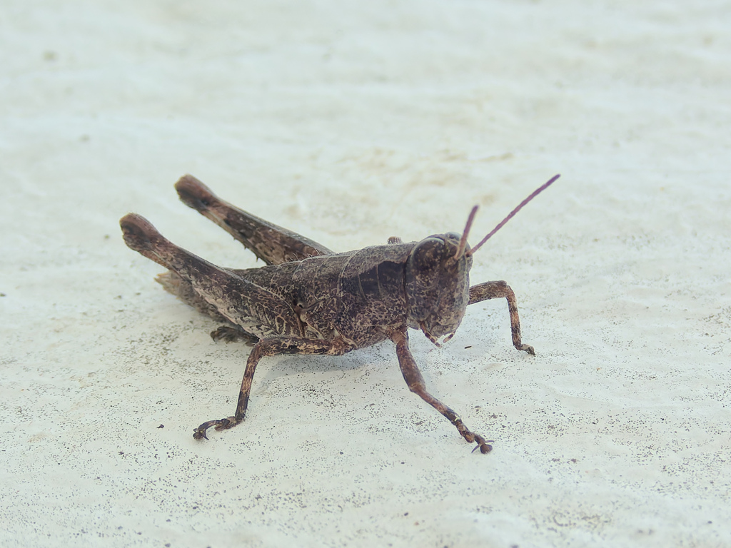 Palma Rock Grasshopper