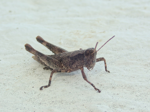 Palma Rock Grasshopper