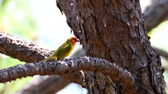 Piranga erythrocephala