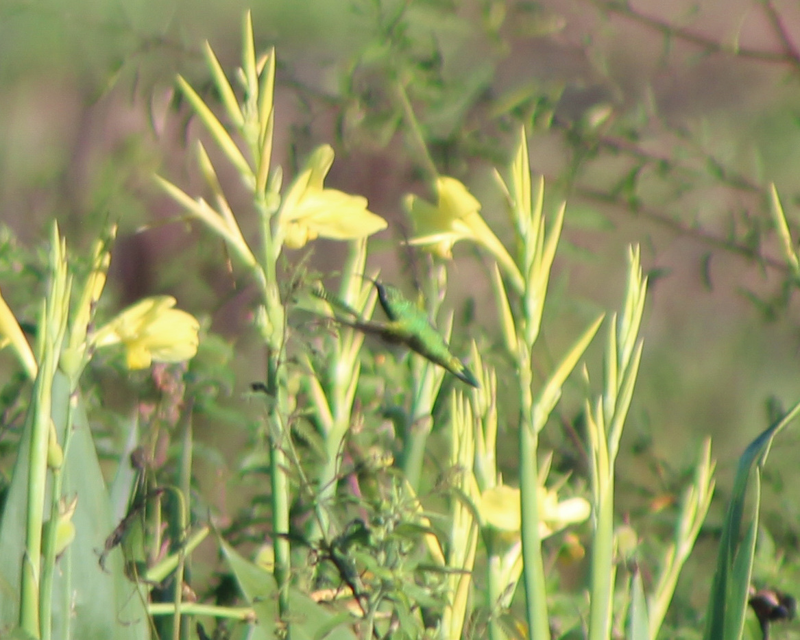 White-tailed Goldenthroat (Polytmus guainumbi), photo 6