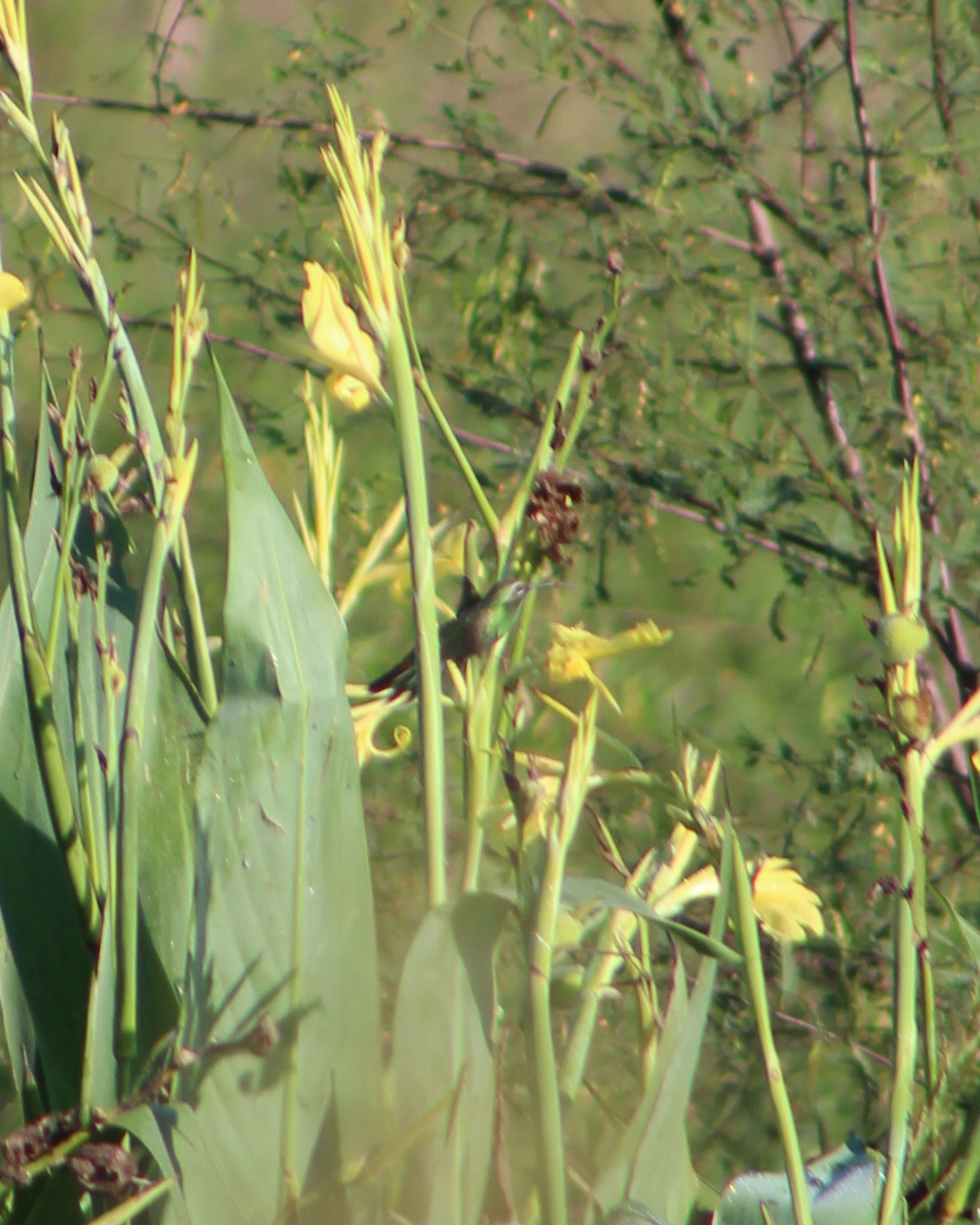 White-tailed Goldenthroat (Polytmus guainumbi), photo 7