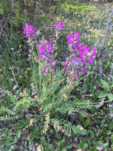 Oxytropis campestris var. davisii