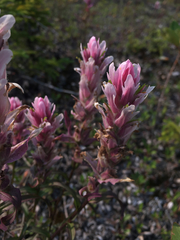 Castilleja raupii