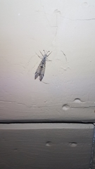 Dendroleon speciosus