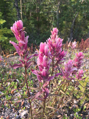 Castilleja raupii