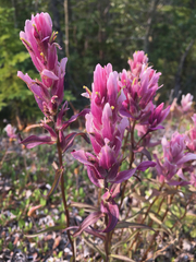 Castilleja raupii