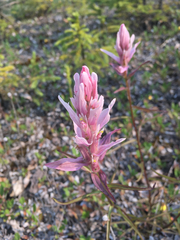 Castilleja raupii
