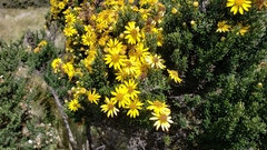 Monticalia empetroides