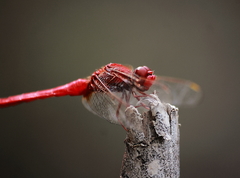 Crocothemis servilia