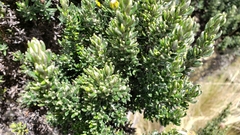 Monticalia empetroides