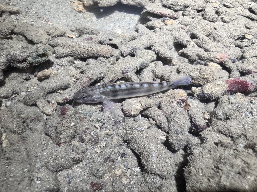 Bynoe Goby