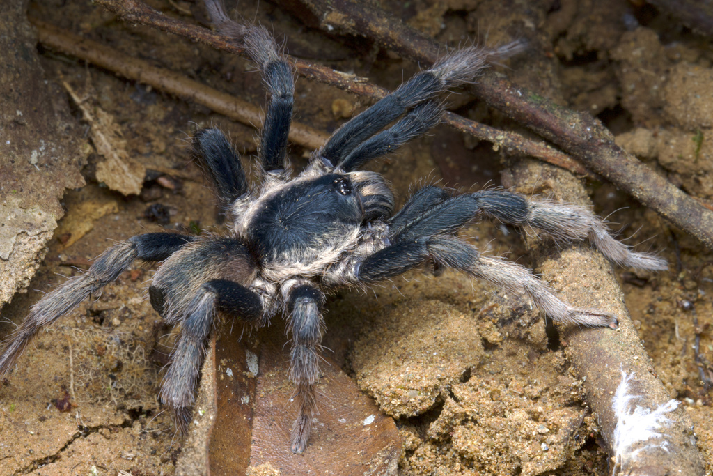 Acanthopelmine Tarantulas