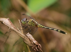 Diplacodes trivialis