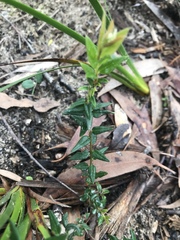 Bossiaea cinerea