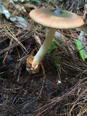 Amanita sororcula
