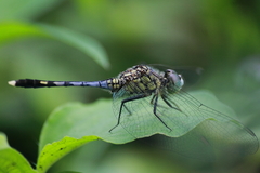 Diplacodes trivialis