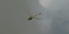 Macromia pacifica