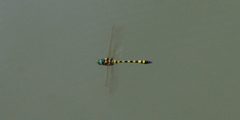 Macromia pacifica