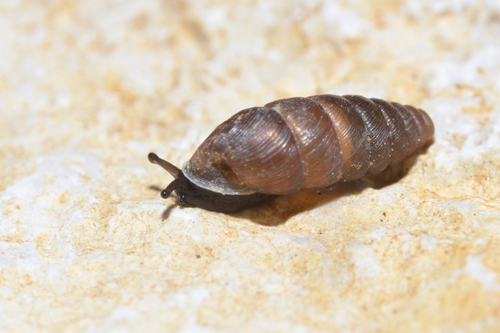 Large Chrysalis-snail