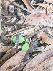 Pterostylis concinna
