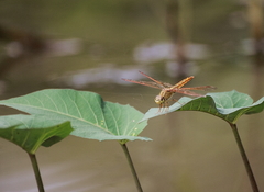 Brachythemis contaminata
