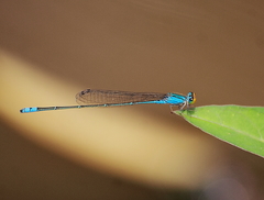 Pseudagrion rubriceps