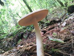 Amanita sororcula