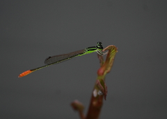 Agriocnemis femina