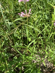 Stachys hyssopifolia
