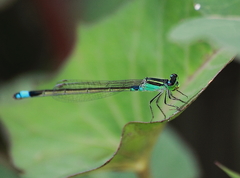 Ischnura senegalensis