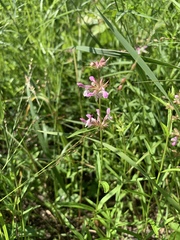 Stachys hyssopifolia