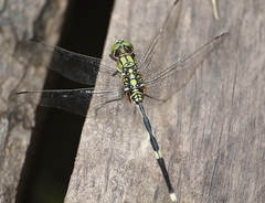 Orthetrum sabina