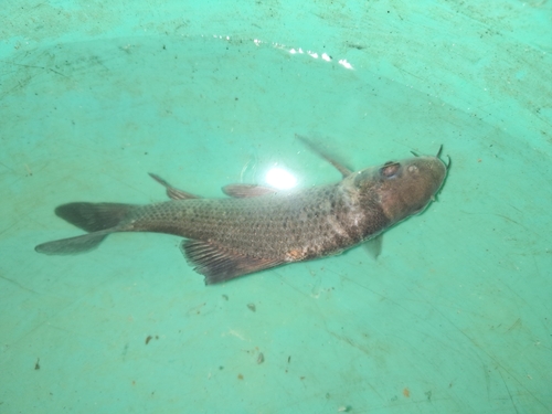 Black rohu (Labeo calbasu) — Cyprinidae — 4