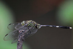 Orthetrum sabina