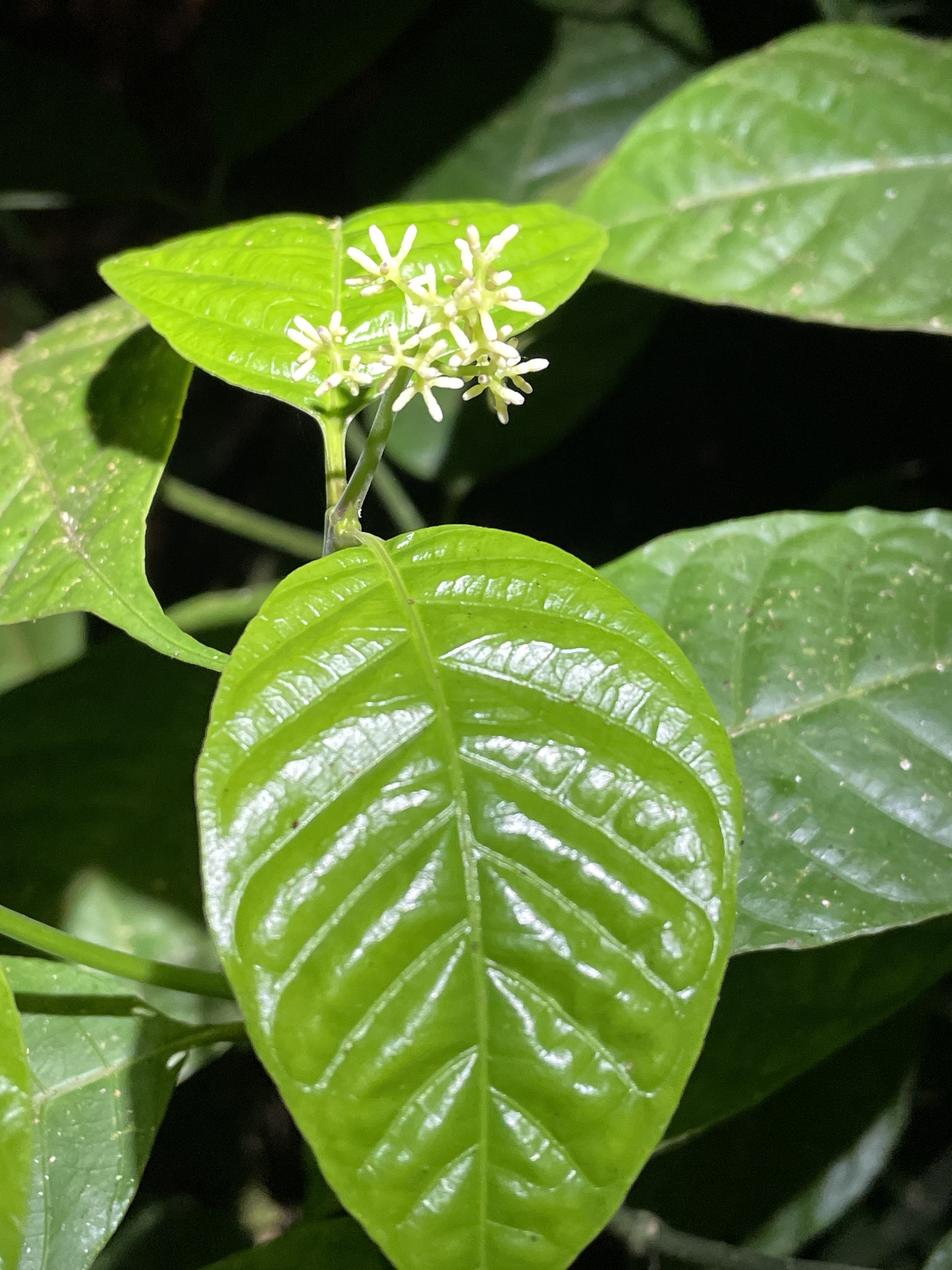 Palicourea acuminata