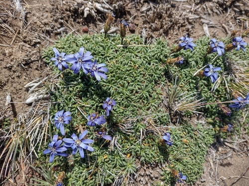 Image of Perezia recurvata by (c) Ezequiel Racker, some rights reserved (CC BY)
