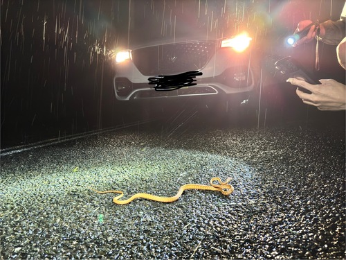 Brown Tree Snake sighting