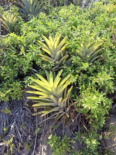 Image of Quesnelia quesneliana by no rights reserved