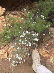 Phlox tenuifolia